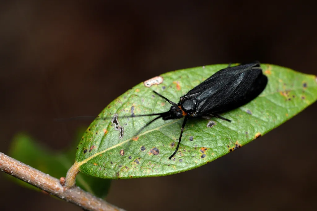 Phylloicus mexicanus