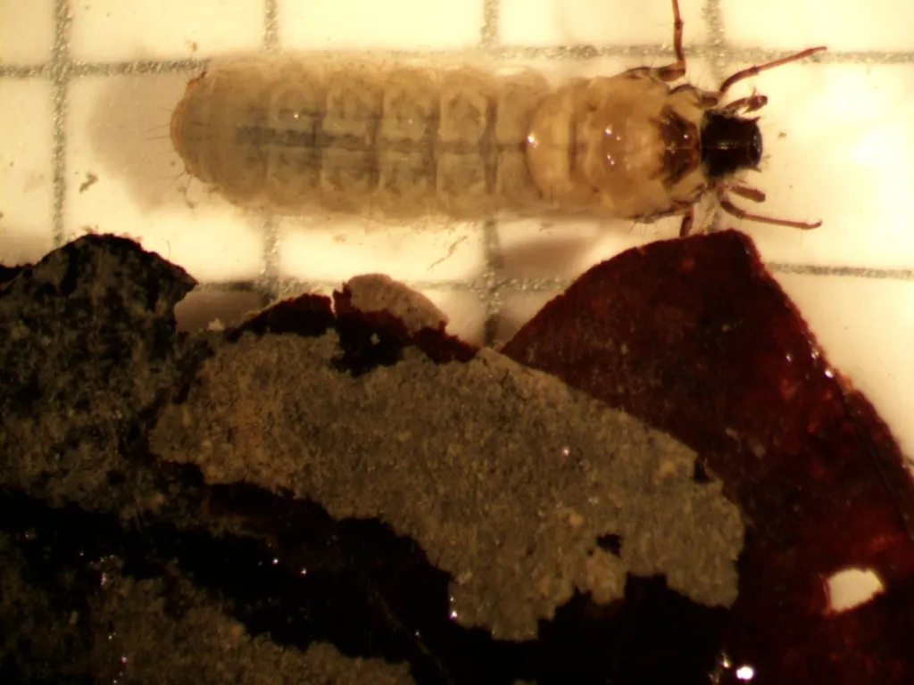 Phylloicus ornatus - photo 2