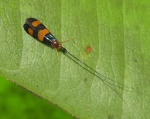 Phylloicus pulchrus