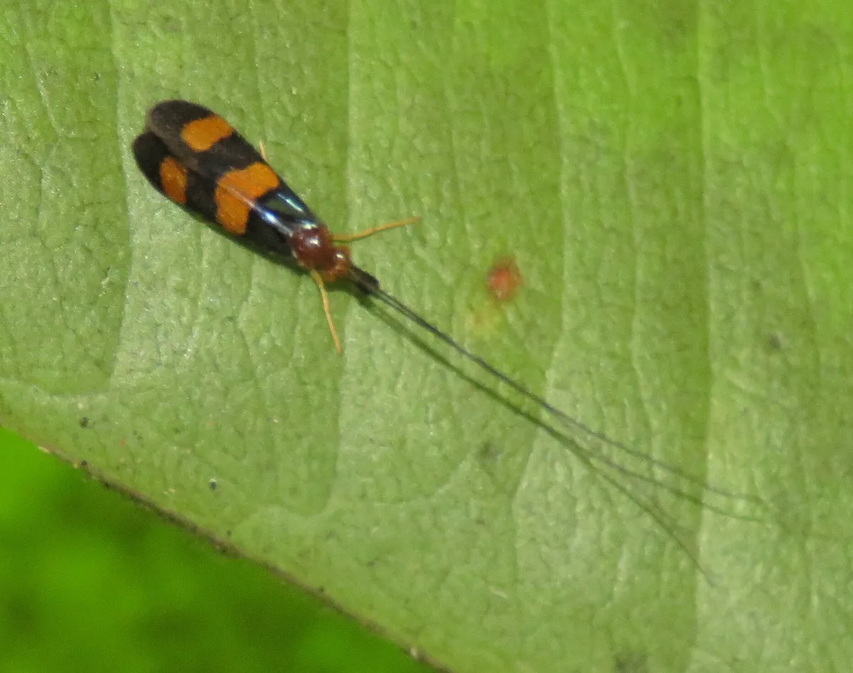 Phylloicus pulchrus - photo 3