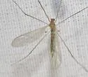 Phyllolabis flavida - Phyllolabis flavida