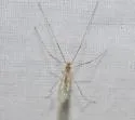 Phyllolabis flavida - photo 2