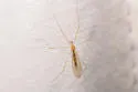 Phyllolabis flavida - photo 4
