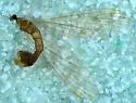 Phyllolabis hurdi