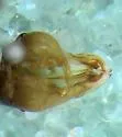 Phyllolabis hurdi - photo 3