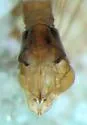 Phyllolabis hurdi - photo 4