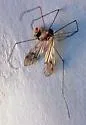 Phyllolabis hurdi - photo 5