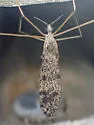 Phyllolabis myriosticta