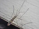 Phyllolabis myriosticta - photo 3