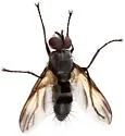 Phyllomya pictipennis