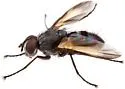 Phyllomya pictipennis - photo 2