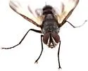 Phyllomya pictipennis - photo 3