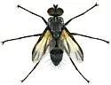 Phyllomya pictipennis - photo 4