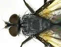 Phyllomya pictipennis - photo 5