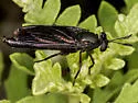 Phyllomydas bruesii