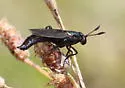 Phyllomydas bruesii - photo 2