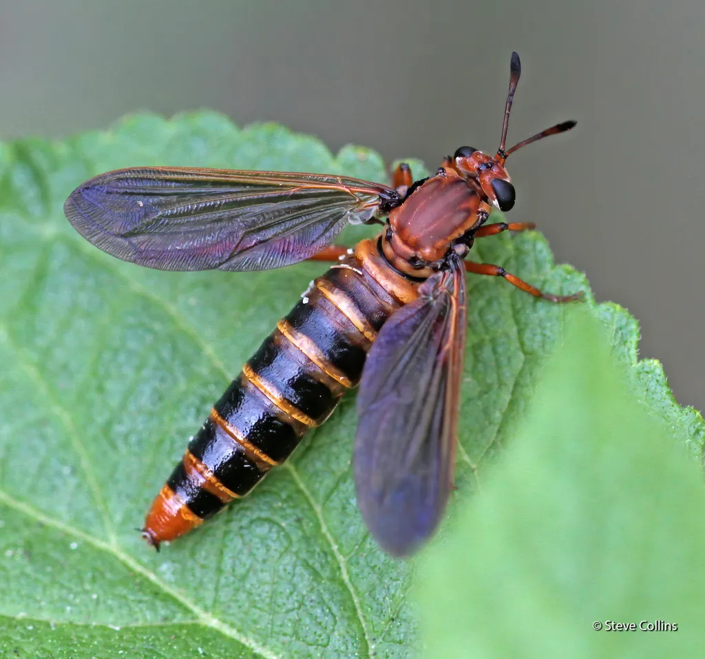 Phyllomydas parvulus