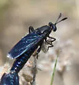 Phyllomydas phyllocerus - photo 2