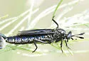 Phyllomydas phyllocerus - photo 3
