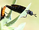 Phyllomydas phyllocerus - photo 4