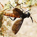 Phyllomydas phyllocerus - photo 5