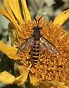 Phyllomydas scitulus - photo 2
