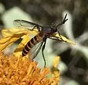 Phyllomydas scitulus - photo 3