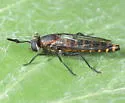 Phyllomydas scitulus - photo 4
