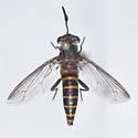 Phyllomydas scitulus - photo 5