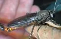 Phyllomydas weemsi - photo 3