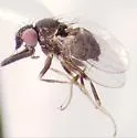 Phyllomyza hirtipalpis