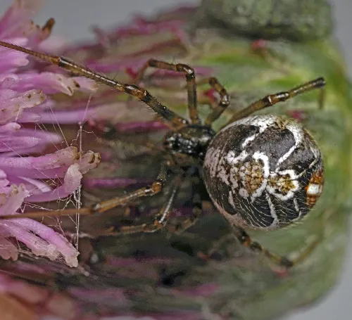 Phylloneta impressa