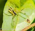Phylloneta pictipes - photo 3