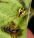 Phylloneta pictipes - photo 5