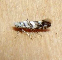 Phyllonorycter acerifoliella