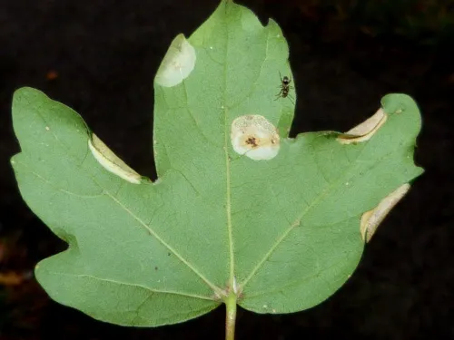 Phyllonorycter acerifoliella - photo 2