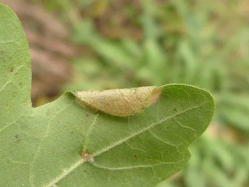 Phyllonorycter acerifoliella - photo 3