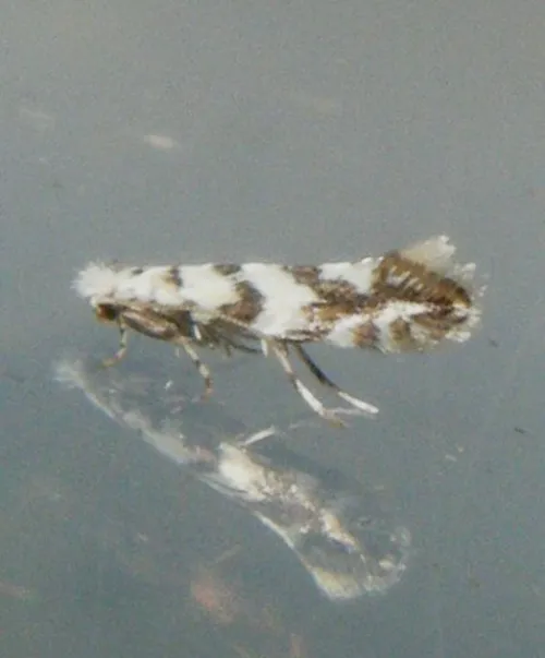 Phyllonorycter acerifoliella - photo 4
