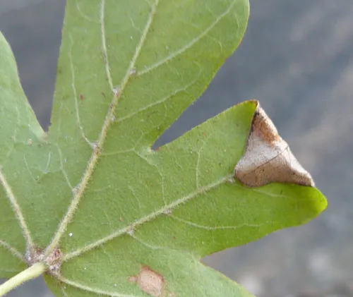 Phyllonorycter acerifoliella - photo 5