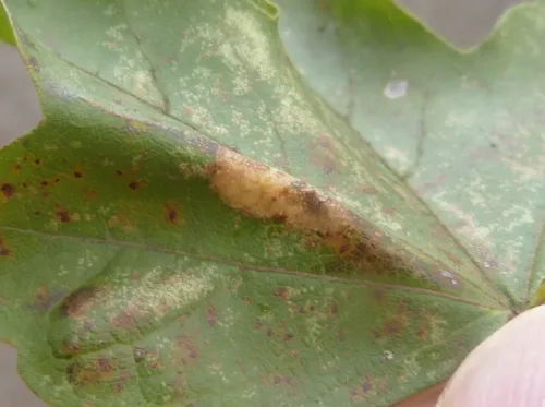 Phyllonorycter acerifoliella - photo 6