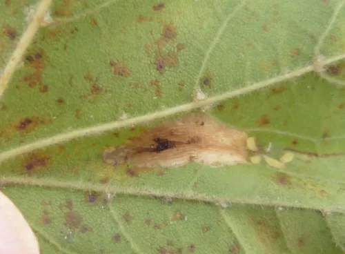 Phyllonorycter acerifoliella - photo 7