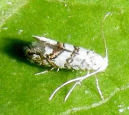 Phyllonorycter acerifoliella - photo 8