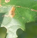 Phyllonorycter aeriferella - Hodges#0726