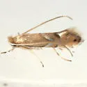 Phyllonorycter aeriferella - Hodges#0726 - photo 3