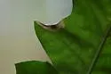 Phyllonorycter aeriferella - Hodges#0726 - photo 4