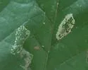 Phyllonorycter albanotella - Hodges#0727