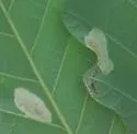 Phyllonorycter albanotella - Hodges#0727 - photo 2