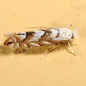 Aspen Leaf Blotch Miner Moth - Hodges#0736