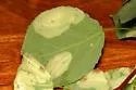 Aspen Leaf Blotch Miner Moth - Hodges#0736 - photo 2