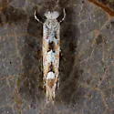 Aspen Leaf Blotch Miner Moth - Hodges#0736 - photo 4